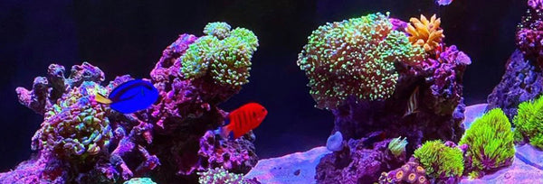 Online Aquarium Supplies and Aquarium Maintenance Services within DFW