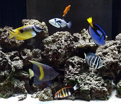 Saltwater Aquarium Maintenance Services 